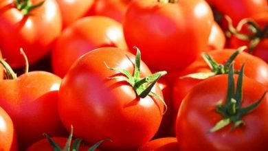 صورة الحكومة توضح أشباب ارتفاع أسعار منتوج الطماطم