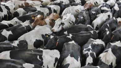 صورة تواصل استيراد رؤوس الأبقار عبر ميناء طنجة لتغطية نقص السوق الوطنية